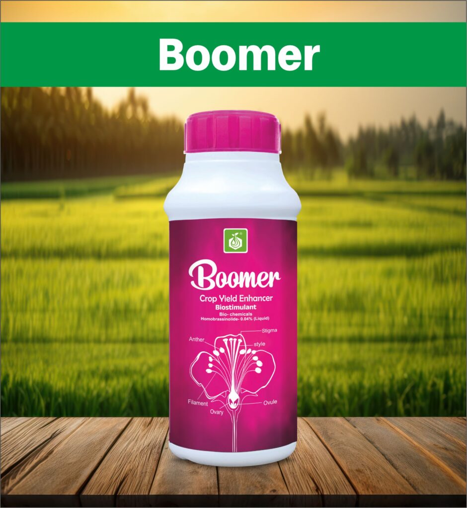 boomer
